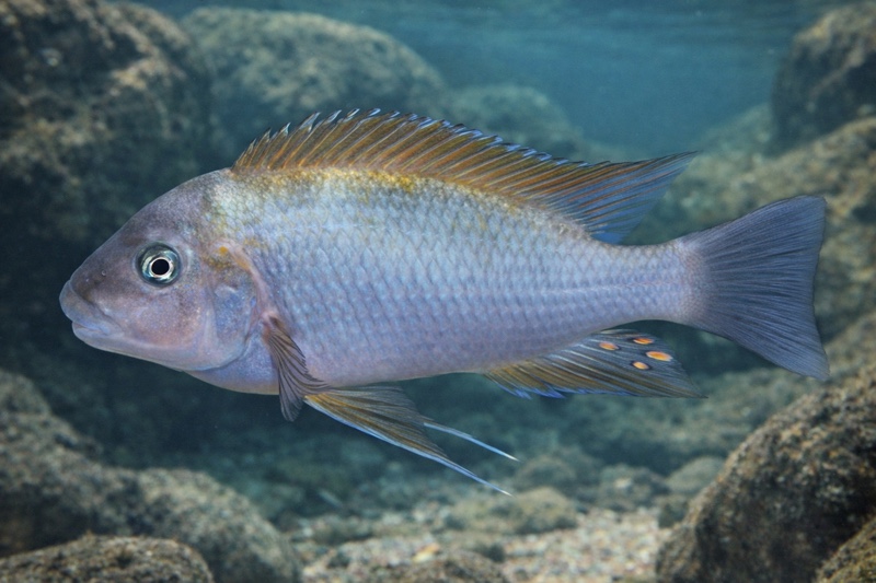 Petrochromis sp. 'kasumbe rainbow' Kipili
